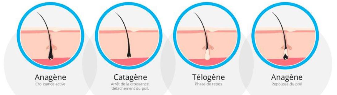 Le cycle pilaire et notre métabolisme : qu'est-ce c'est ? | 112hair.com